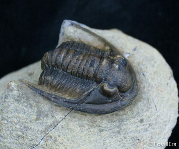 Detailed Cornuproetus Cornutus Trilobite #2071